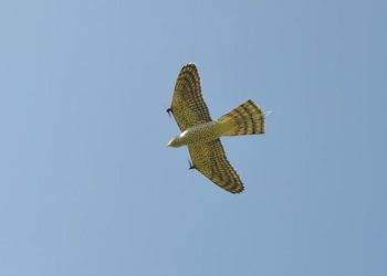 ‘로봇매’가 새 쫓는다… 버드 스트라이크 예방(영상)