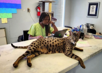 기네스북 오른 미시건주 최장신 고양이 “표범으로 오해 받아요”