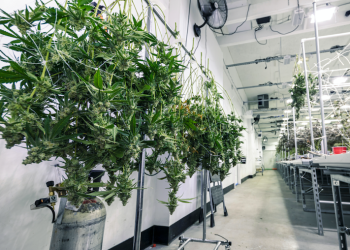 캘리포니아, 불법재배 마리화나 100만그루 압수..치명적 살충제 다량 검출