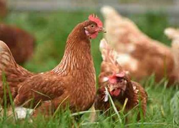 오렌지카운티 조류독감 발견 비상