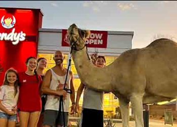 ‘인앤아웃’ 드라이브스루에 왠 낙타가?