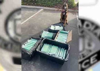 신호 대기 중 걸린 차량서 2500만달러 상당 마약 적발