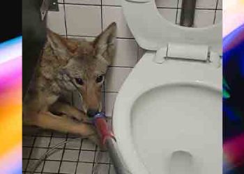 중학교 화장실에 코요테가? (영상)