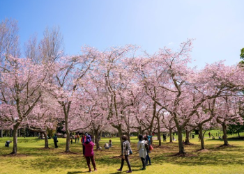뉴질랜드는 지금 한창 봄…가을에 즐기는 꽃길 여행