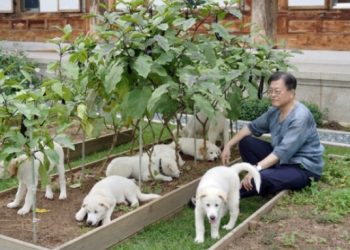 친민주 단체들”문재인 풍산개 파양 솔직히 황당해.”