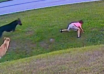 어린 주인 지킨 셰퍼드…이웃집 개 공격 육탄방어(영상)