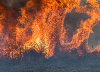 산불방화범 오인 집단폭행 살해..49명에 사형선고
