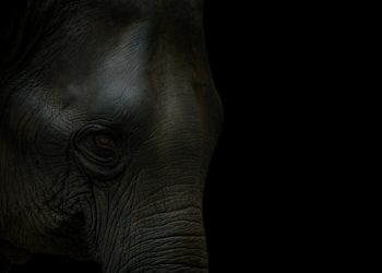 “이재명은 거대한 검은 코끼리..끄집어 내라”