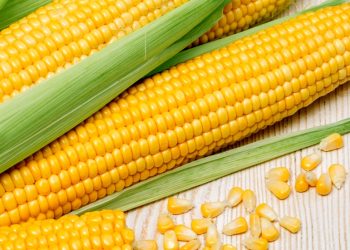 미국-멕시코는 지금 노란옥수수 ‘농산물 전쟁’ 중 …무슨 일?