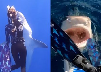 잠수하려는데 입 ‘쩍‘…상어 입 속으로 뛰어들 뻔(영상)