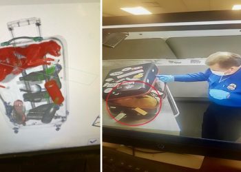 여행 가방 숨어든 고양이…뉴욕 공항 검색대에 걸려