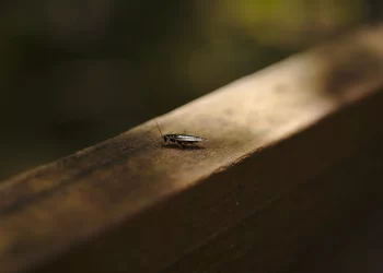 미시간서 바퀴벌레 대량출몰, 핼로윈행사 통제 “아이들 옷에 묻어 퍼질라”