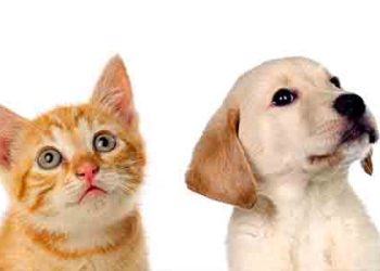 LA서 가장 인기 있는 개, 고양이 이름..올리버? 루나?