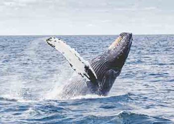 뉴포트 비치에 거대 향유고래 나타나