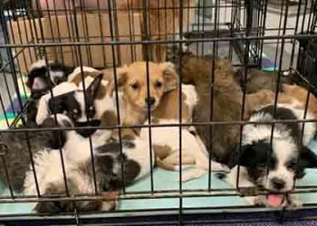 치매 노인 집서 강아지 72마리 구조