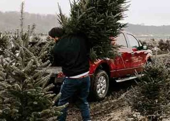 크리스마스 트리 가격 오른다..최소 20% 이상