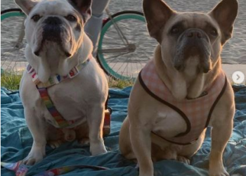 LA 법원, 레이디 가가 애완견 강도 총격범에 21년형 선고