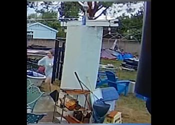 코요테 LA 주택 뒷마당 습격, 개 두 마리 숨져(영상)