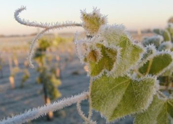 “여기 LA 맞아?” 얼어붙은 남가주 곳곳 서리