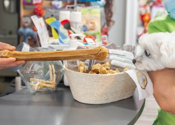 2024년부터 펫숍서 개 고양이 등 판매 금지