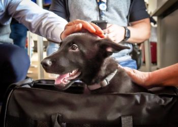 샌프란시스코 공항 유기견 넉달만에 새집으로