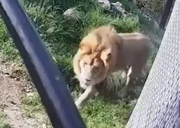 ‘대피소동’ 동물원 탈출 사자들, 스스로 돌아가(영상)