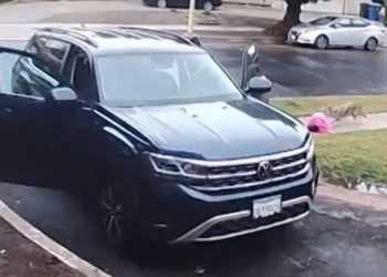 LA서 코요테 대낮 3살 아이 습격(영상)