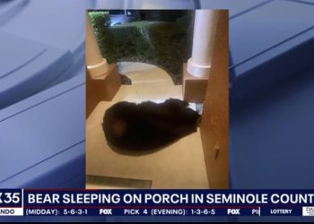 집 현관서 곯아 떨어진 플로리다 거대 곰 “편하게 자길”