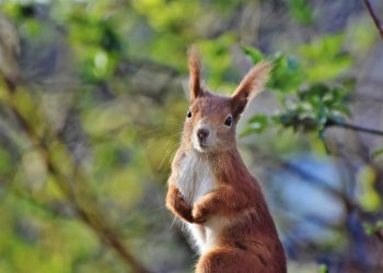 ‘다람쥐와 전쟁’ 미네소타 할아버지 총기난사 체포