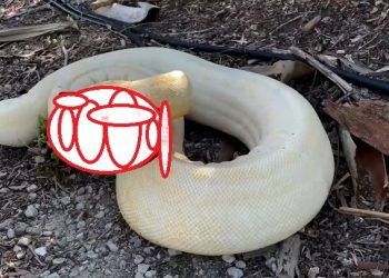 플로리다는 뱀과의 전쟁 중…뒷뜰서 3m짜리 보아뱀 잡혀