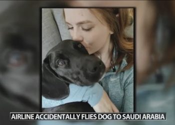 ‘항공사 실수’ 미국 갈 강아지, 난데없이 사우디 도착
