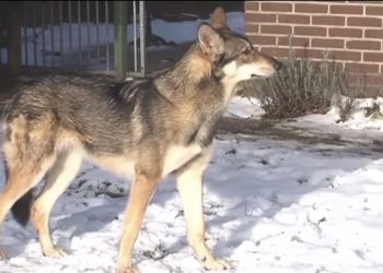 독일 “집에서 키우는 울프독 사살할 것”