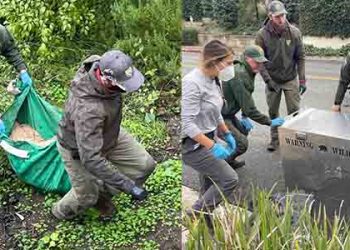 ‘그리피스팍 출몰’ 마운틴라이온 P-22, 로스팰리츠 주택가서 생포