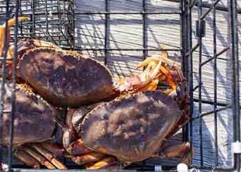 캘리포니아, 던지네스 크랩 낚시금지 다시 연장