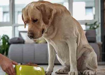 “셸터 유기견 줄 사료 기부 절실” 동물보호단체 호소