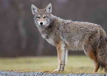 코요테 습격 빈발, 이유가 있다 “음식 준 사람들이 문제”