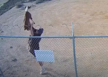 셀타워에 반려견 내던져 버린 비정한 남성 포착(영상)