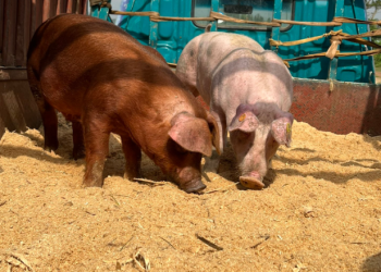 살해한 아내 양돈장에 암매장 하신 우리 목사님