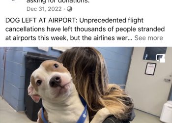 강아지 탑승 거부되자 버리고 홀로 비행기 탄 주인