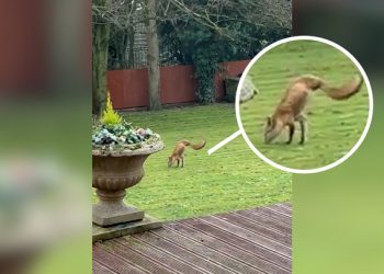 여우인가 캥커루인가…앞발 뿐인 여우(영상)