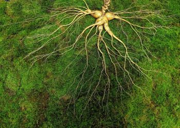 세계 최대 415g 희귀 산삼 발견…감정가 6억 8000만원