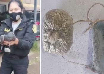 교도소 필로폰, 비둘기가 운반책..비둘기 체포