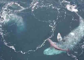 고래 관광서 목격한 생명 탄생의 신비(영상)