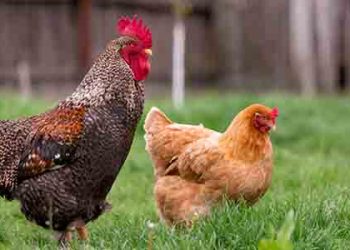 “차라리 뒷마당서 닭 키워라”..LA 동물병원 적극권장