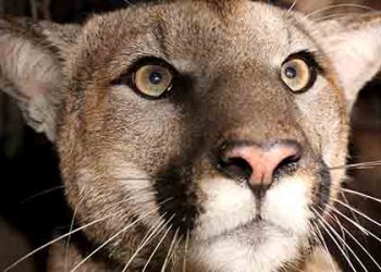 마운틴라이온 P-81 산타모니카서 죽은 채 발견