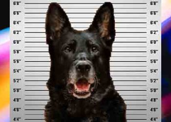 경찰관 도시락 감히 누가 훔쳐 먹었나?