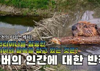 [김학천의 타임스케치] 비버의 인간 반격 시작됐다.