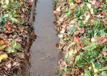 폭우로 농장 지대 초토화….야채값 폭등 우려