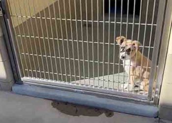 유기견 셸터 박테리아 비상..감염견들 안락사 처지