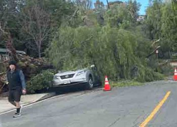 LA 곳곳  도로마다 쓰러진 나무들.. 아직도 처리 중